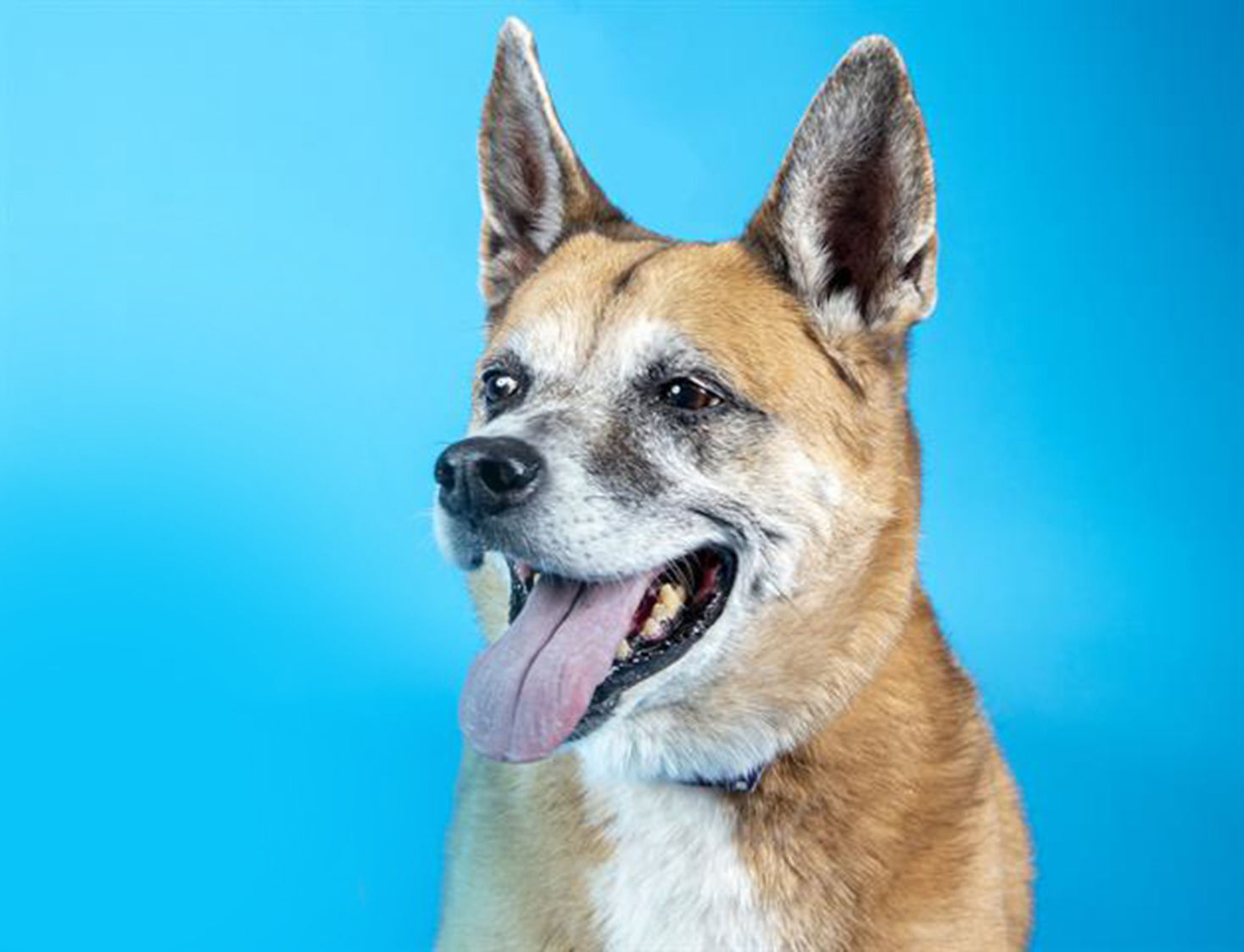 Last week's pet, still available: Duchess